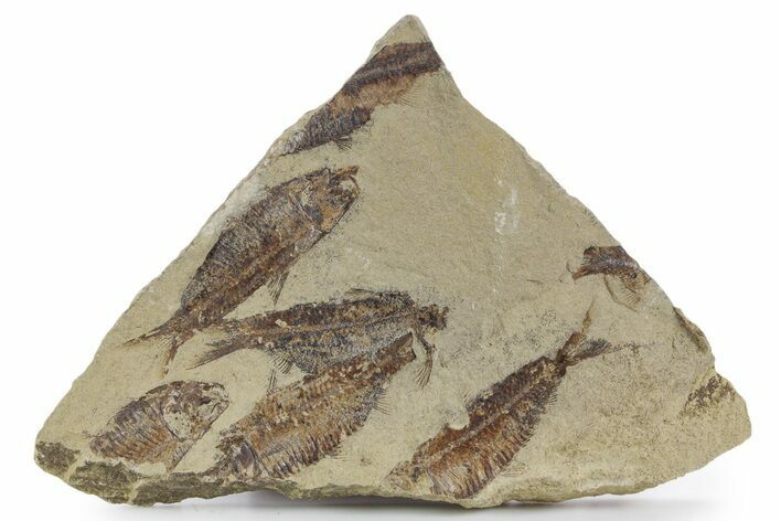 Fossil Fish (Gosiutichthys) Mortality Plate - Wyoming #357162